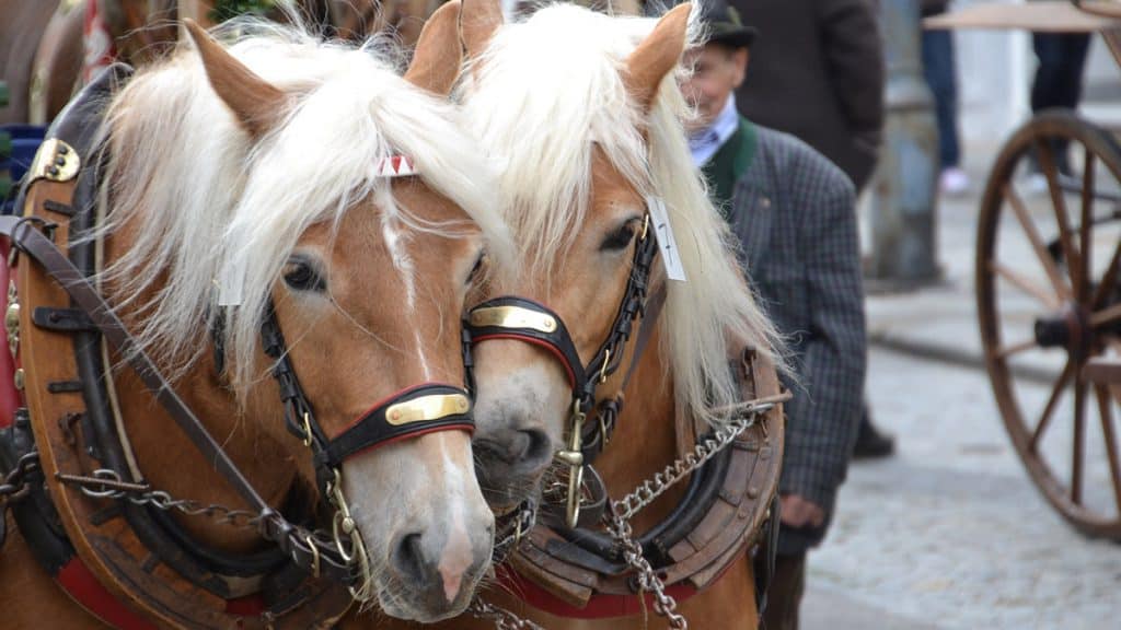 Der Ludwigsburger Pferdemarkt bringt Spaß in die Stadt
