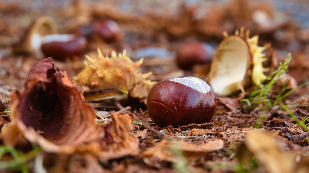 Das Kastanienbeutelfest läutet den Ludwigsburger Herbst ein